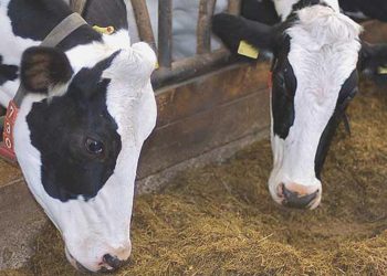 Maliyetler yükseldi ihracat 74 ton düştü