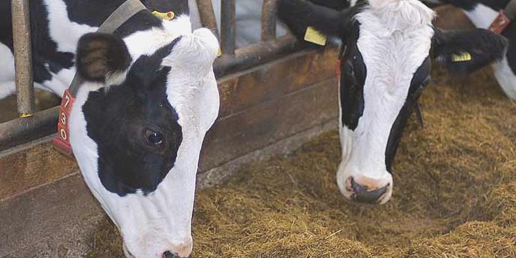 Maliyetler yükseldi ihracat 74 ton düştü