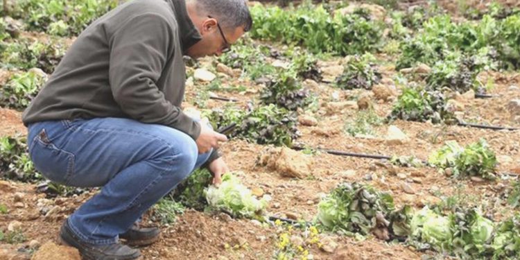 Mersin’de tarım eserleri doludan hasar gördü