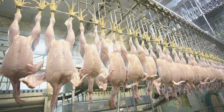 Tavuk eti üretimi  yıllık bazda yüzde 1,4 arttı