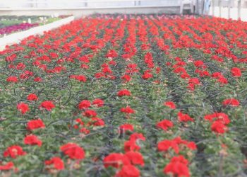 Türkiye’den 73 ülkeye 140 milyon dolarlık çiçek ihracatı