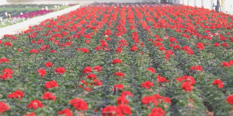 Türkiye’den 73 ülkeye 140 milyon dolarlık çiçek ihracatı
