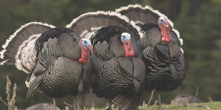 Üretim düştü, yılbaşı hindisinin fiyatı %80 arttı