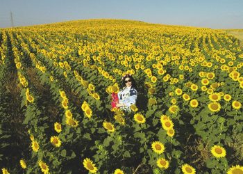 Ayçiçeği tohumu ve yağında gümrük vergisi düşürüldü