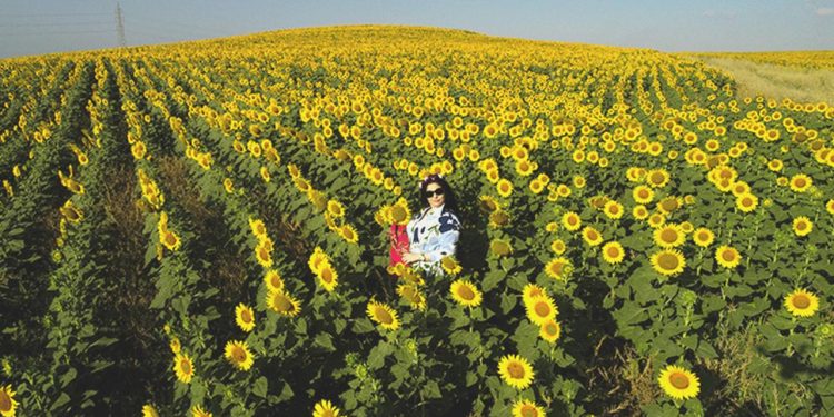 Ayçiçeği tohumu ve yağında gümrük vergisi düşürüldü