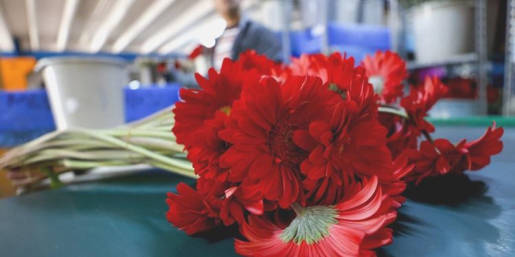 Çiçek kesiminin 2024 gayesi 180 milyon dolar ihracat