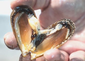 Kaçak midye avına 105 bin lira ceza