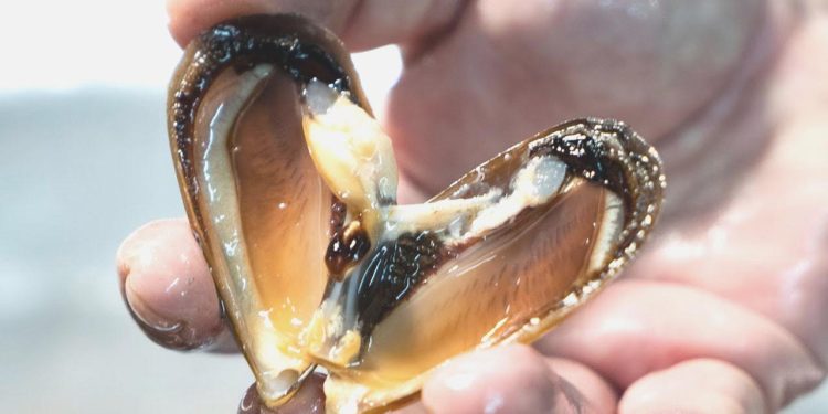 Kaçak midye avına 105 bin lira ceza