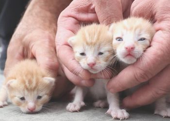 Kedileri öldürmekle suçlanan zanlı gözaltında