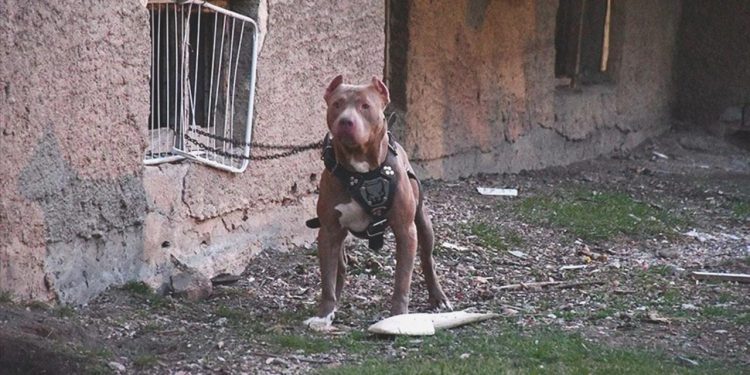 Köpek dövüşüne 83 bin 400 lira ceza!