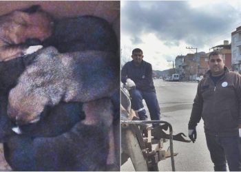 Köpek yavrularını çöpte mevte terk etmişler!