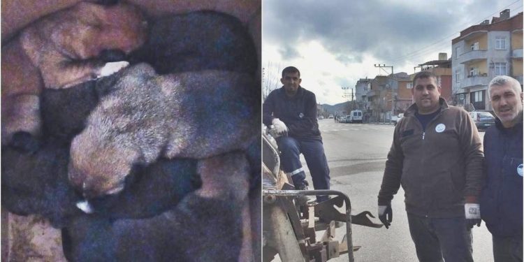 Köpek yavrularını çöpte mevte terk etmişler!
