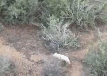 Türkiye’de birinci sefer albino çakal görüntülendi