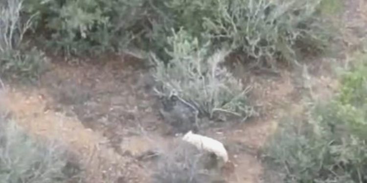 Türkiye’de birinci sefer albino çakal görüntülendi