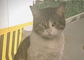 Eros’u öldüren zanlı yine yargılanacak