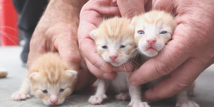 Kedilere asitli azap suçlamasına mahpus talebi