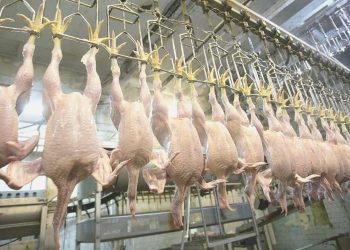 Tavuk eti üretimi yıllık bazda azaldı