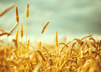 Buğday fiyatı 1 yılın zirvesinde