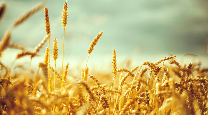 Buğday fiyatı 1 yılın zirvesinde