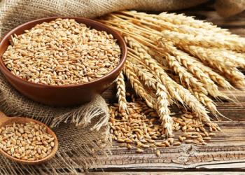 AB için buğday üretim beklentisi düştü