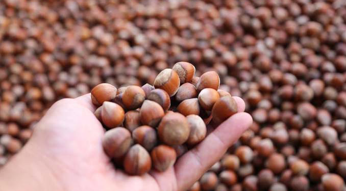 Rekabet Kurumu’ndan fındık sektörüne yakın takip