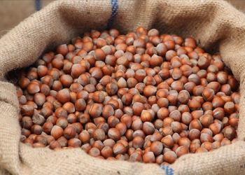 Ticaret borsalarında 403 bin ton fındık işlem gördü