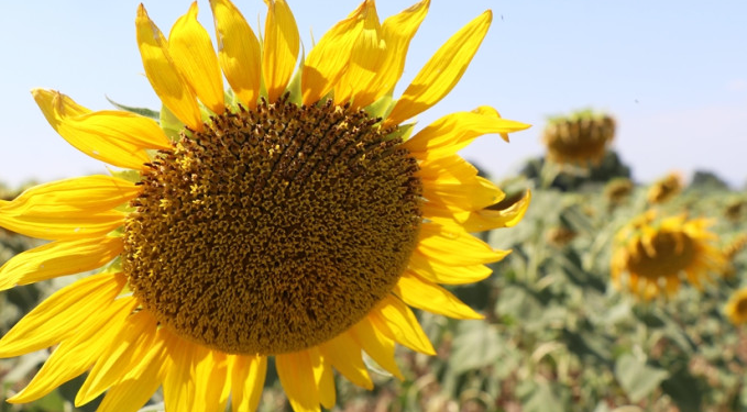 Ayçiçeği yağına 3 ayda 3 kez zam!