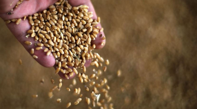 Buğday ithalat yasağı kaldırılıyor