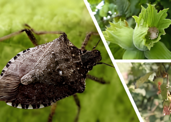 Kokarca böceği istilası fındığı vurdu