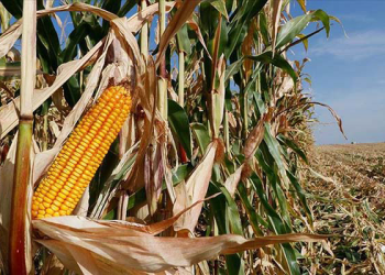 Mısır ithalatı için tarife kontenjanı