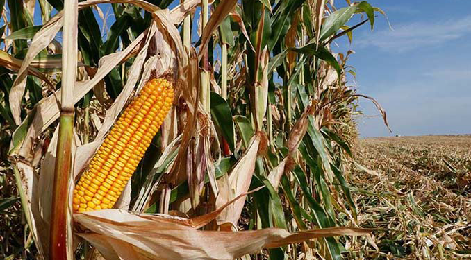 Mısır ithalatı için tarife kontenjanı