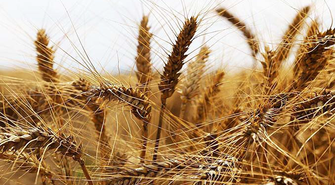 Rusya’nın buğday ve arpa ihracatında vergiler yükseldi