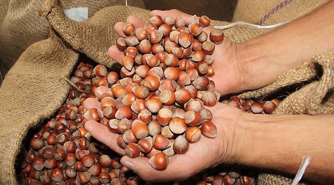 Ticaret borsalarında 33 bin ton fındık işlem gördü