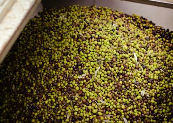 Ayvalık Ticaret Odası’ndan sahte zeytinyağı uyarısı