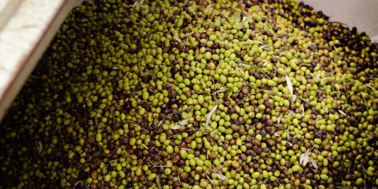 Ayvalık Ticaret Odası’ndan sahte zeytinyağı uyarısı