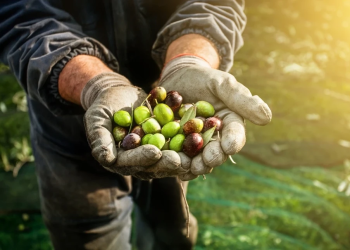 Zeytinde alım fiyatları belli oldu