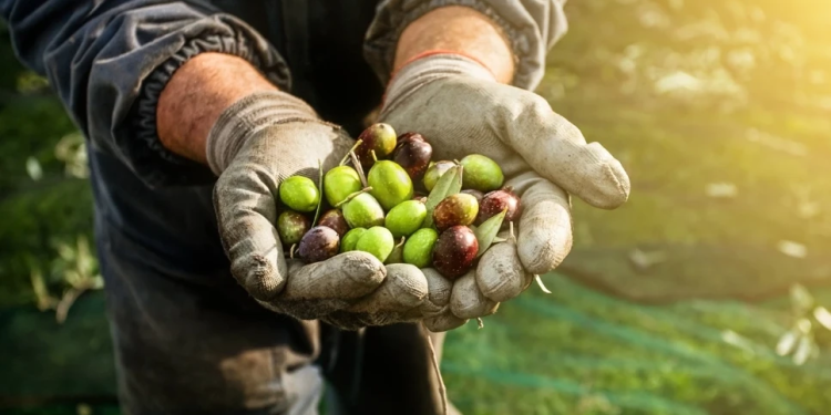 Zeytinde alım fiyatları belli oldu
