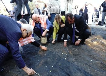 11 asırlık ağaçtan zeytinyağı hasadı