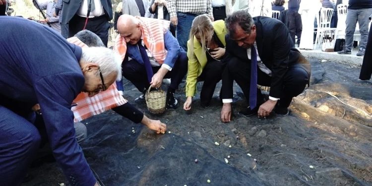 11 asırlık ağaçtan zeytinyağı hasadı