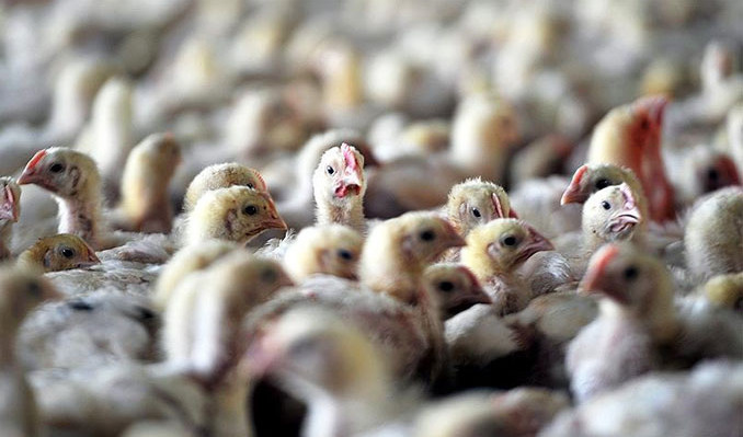 Avusturya’da kuş gribi alarmı! Ülke yüksek riskli bölge ilan edildi