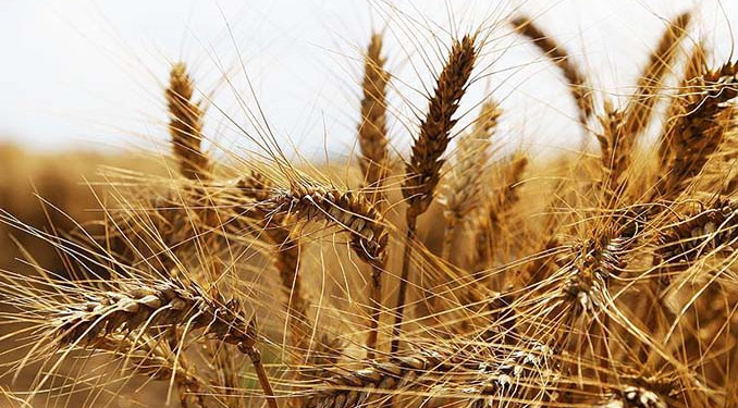 DCT Trading TURİB’de işlemlere başladı