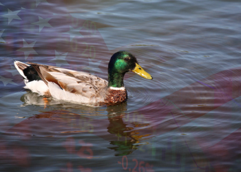 Topal ördek dönemi borsalara ne getirecek?