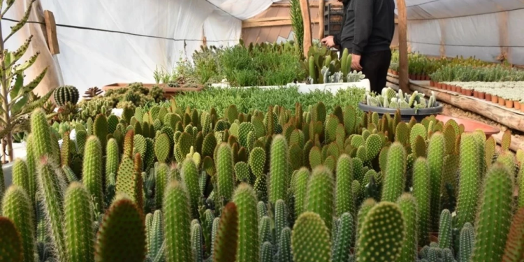 İstanbul’da 38 yıl çalıştıktan sonra memleketinde hobi için kaktüs yetiştiriciliğine başladı, üç tane sera kurdu