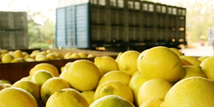 Türkiye’den ihraç edilen limonlarda yasaklı pestisit tespit edildi