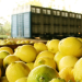 Türkiye’den ihraç edilen limonlarda yasaklı pestisit tespit edildi