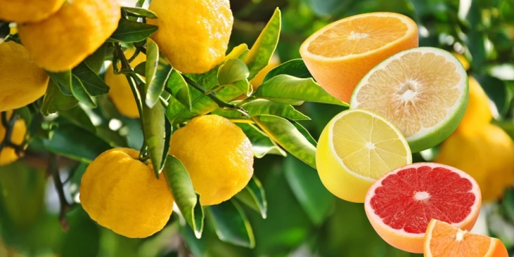 Sıcak vurdu, narenciyede fiyatlar uçtu: Mandalina muzu geçti