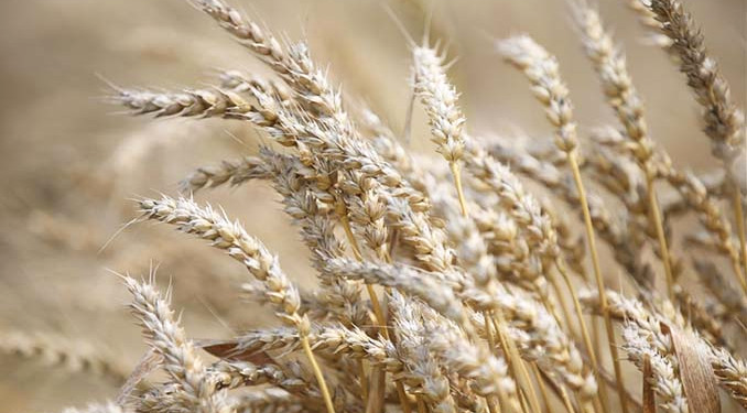 Tarım borsası TÜRİB büyüyor: İşlem hacmi 66 milyar lirayı aştı