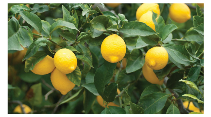 Tarladan markete fiyatlar fırladı! Limonun fiyatı yüzde 597.4 arttı