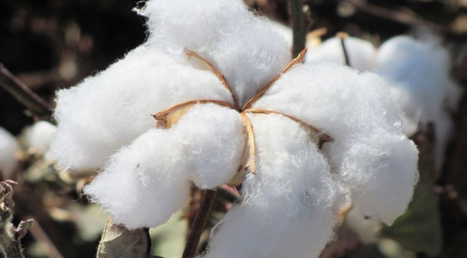 ‘Beyaz altın’da sıkıntı büyük