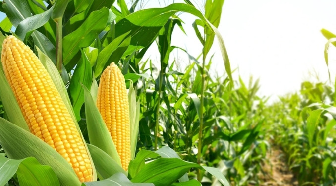 Mısır ithalatında 30 Haziran’a kadar tarife kontenjanı açıldı